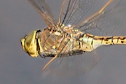 Vik: Australian Emperor Dragonfly